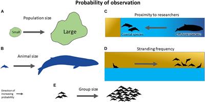 Frontiers | Patterns of Research Effort and Extinction Risk of Marine